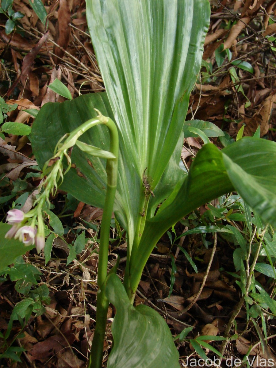 Geodorum densiflorum (Lam.) Schltr.